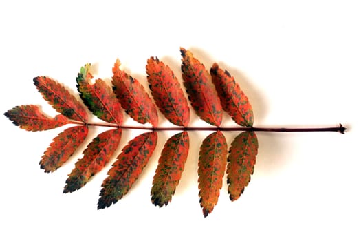 Beautiful red leaves isolated on white background