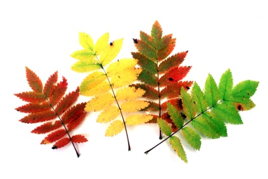 Beautiful and colourful leaves isolated on white background