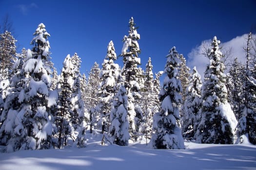 Snowy trees in forest in sunshine and with blue sky