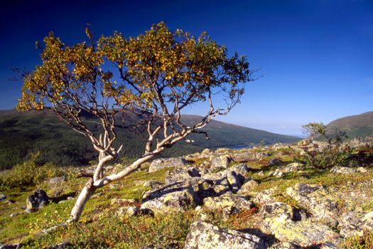 A lonely tree on the top of mountain in sunny day