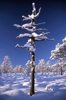 Snowy trees in forest in sunny day with blue sky