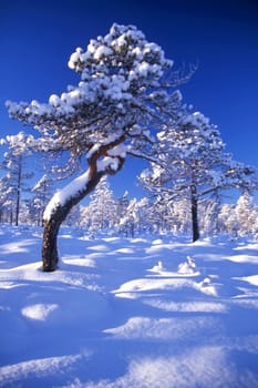 Snowy trees in forest in sunnyday with blue sky