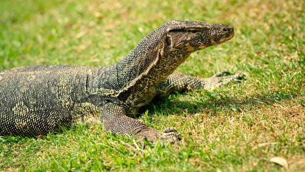 Large monitor lizard on the grass, close-up