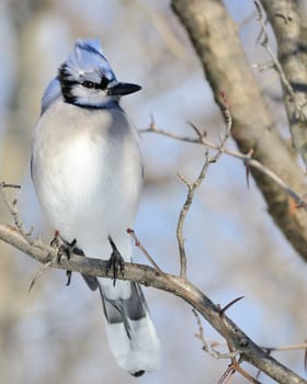 A blue jay perched on a tree branch.