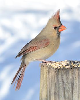 A female cardinal perched on a post eating bird seeds.