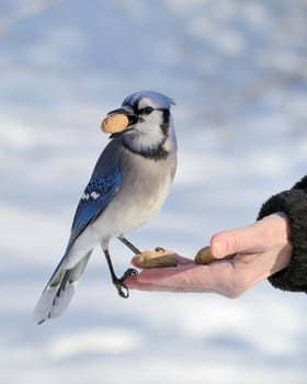 A blue jay perched on a hand with a peanut.