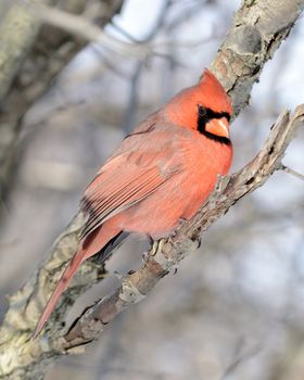 A male cardinal perched on a tree branch.