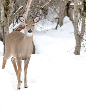 Whitetail deer doe standing in the woods in winter snow.