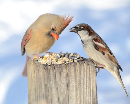 A female cardinal perched on a post eating bird seeds with a sparrow.