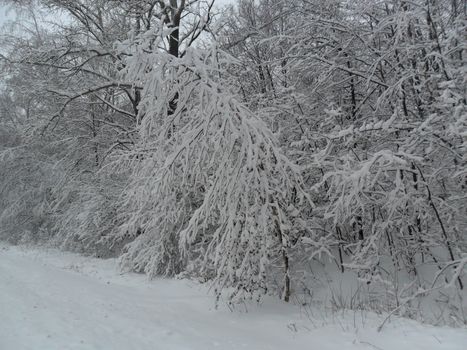 Forest es after an abundant snow-fall