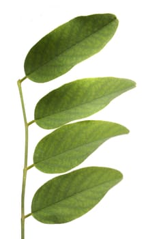 Close up view of a branch of green leaves from a tree isolated on a white background. 