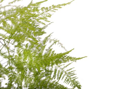 Close up view a fern asparagus garden plant isolated on a white background.