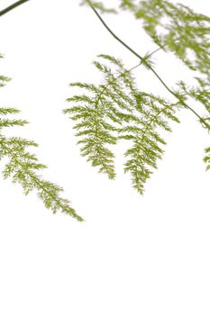 Close up view a fern asparagus garden plant isolated on a white background.