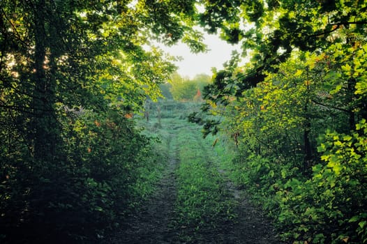 Rural path between trees in the early morning