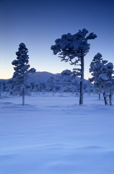 Beautiful snowy and frost trees in mountain