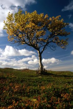 Lonely tree in mountain of autumn. Blue sky and yellow leaves.