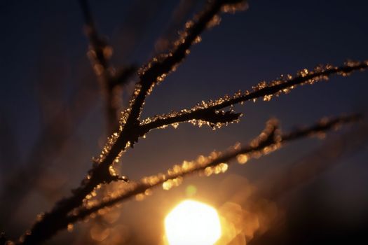 Beautiful frost branch in sunset