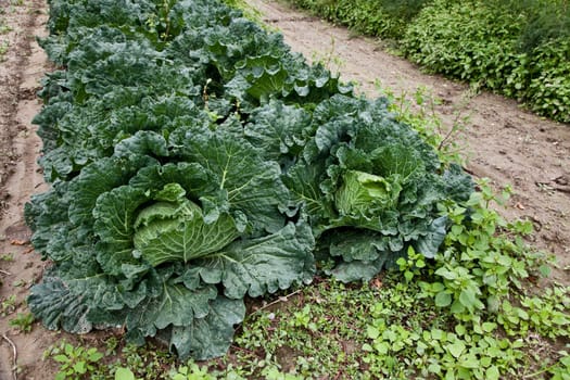 Italian cabbage, cultivated without pesticides in a local farm