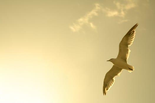 photo of above flying sea-gull, brown colored