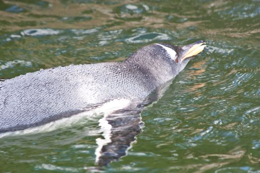 Latin name  Pygoscelis Papua, typical of Falkland Islands