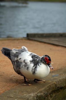 white australian duck with grey feathers, red spot around eyes