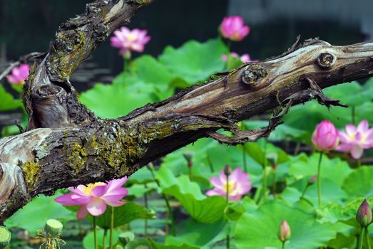 Picture of many pink lotus flowers in the background