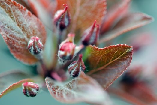 Close up picture of crabapple flower bud getting ready to bloom