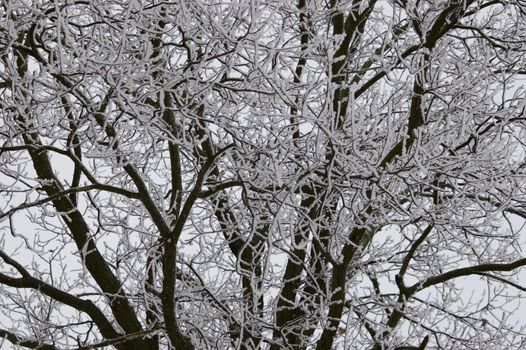 Winter in Poland, cold weather and snow, branches covered with snow and frost.