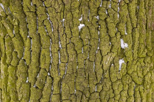 Green tree bark in winter with a little snow. Winter in Polish forest around Wroclaw city.