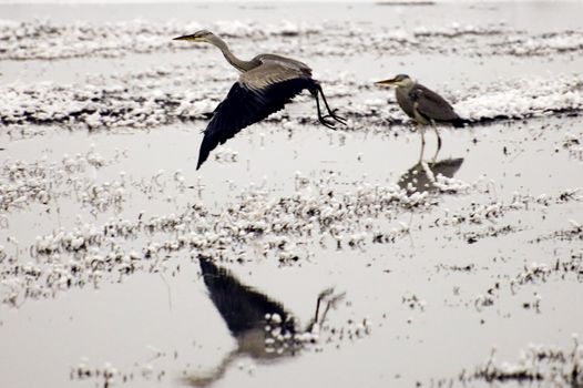 Crane birds in their natural environment in winter. Meadows covered with snow around Wroclaw city, Poland.