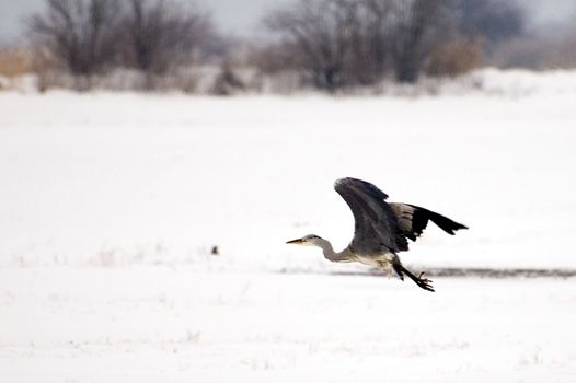 Crane birds in their natural environment in winter. Meadows covered with snow around Wroclaw city, Poland.