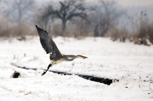 Crane birds in their natural environment in winter. Meadows covered with snow around Wroclaw city, Poland.