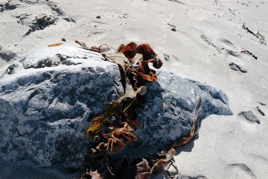 seaweed caught on a rock on a white sandy beach