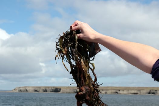 seaweed held up by hand with coastline in background
