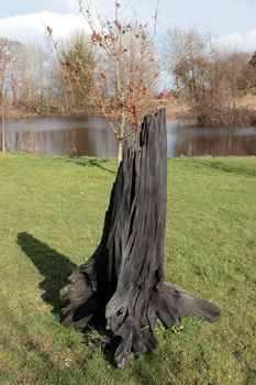 solid black bog oak in a beautiful lakeside setting