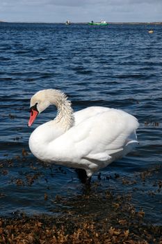 a lone white beautiful swan in the water