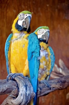 Wild blue and yellow macaw watching the camera