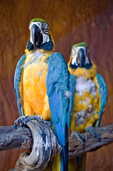 Wild blue and yellow macaw watching the camera