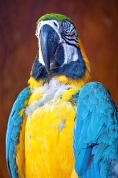 Wild blue and yellow macaw watching the camera