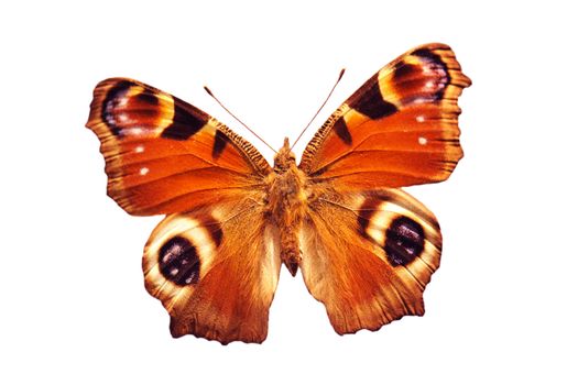 peacock butterfly in front of a white background