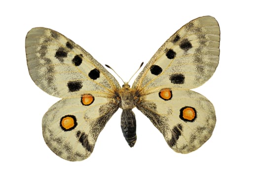 beautiful white  butterfly in front of white background