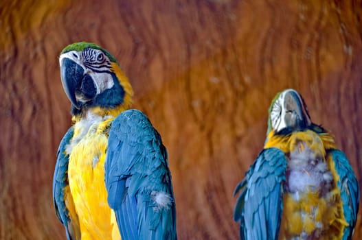 Wild blue and yellow macaw watching the camera