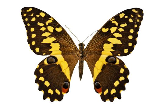 beautiful black and yellow butterfly in front of white background