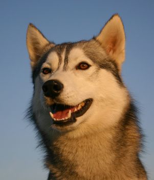 siberian husky