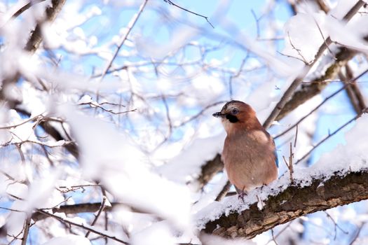 Jay on snowy branch