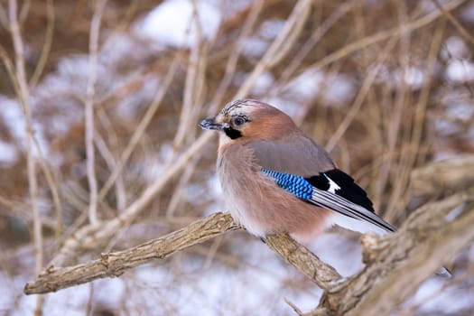 Jay on snowy branch