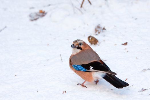 Jay in snowy Warsaw park