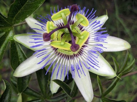 Passiflora in bloom. Brasil maraquja