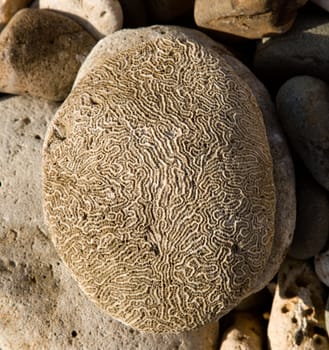 Large rock on beach with engraving similar to the pattern of a human brain