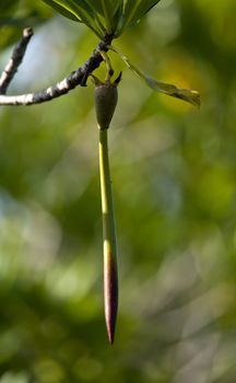 Seeds of the Mangrove tree in wetlands of Puerto Rico about to fall from branch